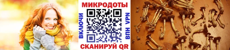 Галлюциногенные грибы MAGIC MUSHROOMS  Купить  Артёмовский 